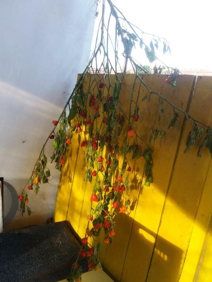 Harsfak Villa Mezokovacshaza Buitenkant foto